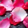 Rose Petal